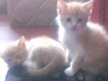 Gato ra a não entendo de raça de gatos idade Abaixo de 2 meses nome não tem