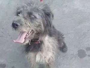 Cachorro raça SRD idade 3 anos nome COTOCO