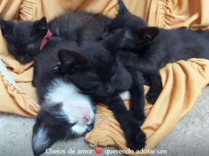Gato raça  idade Abaixo de 2 meses nome sem nome 