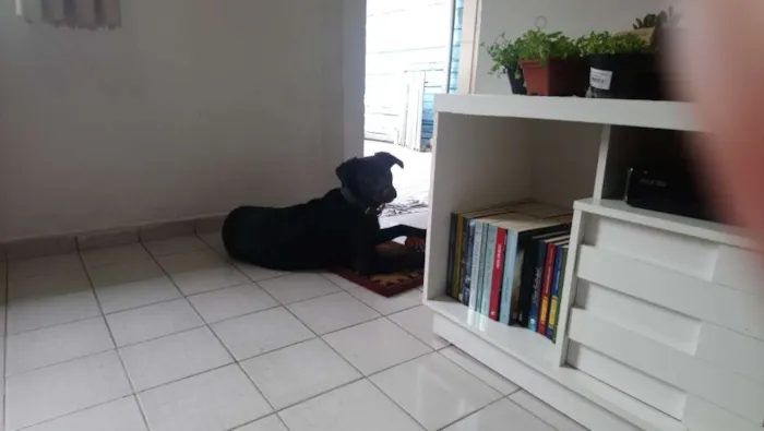 Cachorro ra a Vira lata  idade 7 a 11 meses nome Sírius 