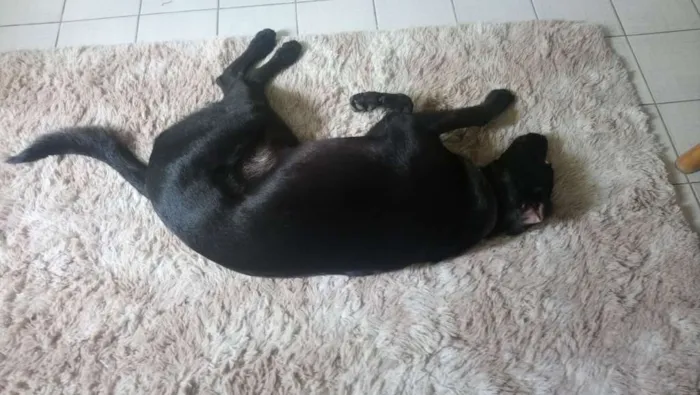 Cachorro ra a Vira lata  idade 7 a 11 meses nome Sírius 