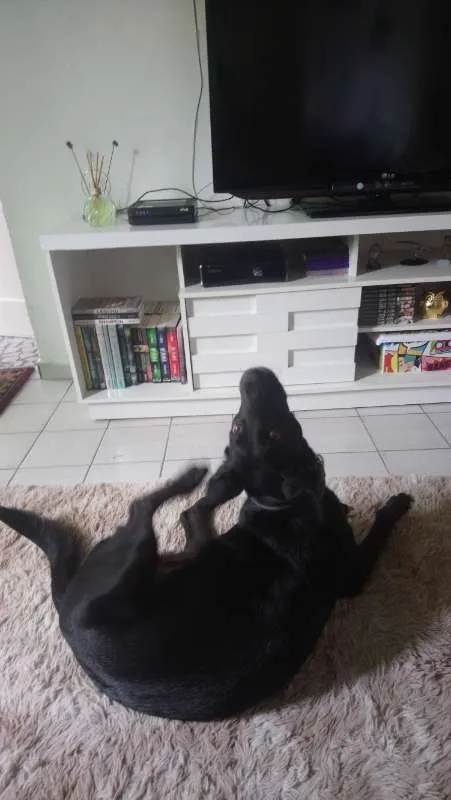 Cachorro ra a Vira lata  idade 7 a 11 meses nome Sírius 
