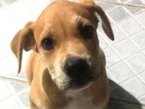 Cachorro raça Mestiça idade 2 a 6 meses nome Leona