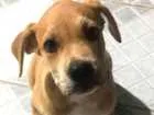 Cachorro raça Mestiça idade 2 a 6 meses nome Leona