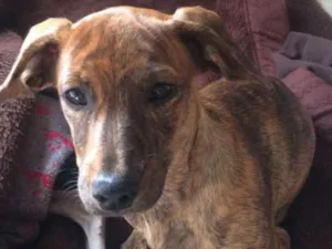 Cachorro raça mestiça de salsicha idade 2 a 6 meses nome PAGU