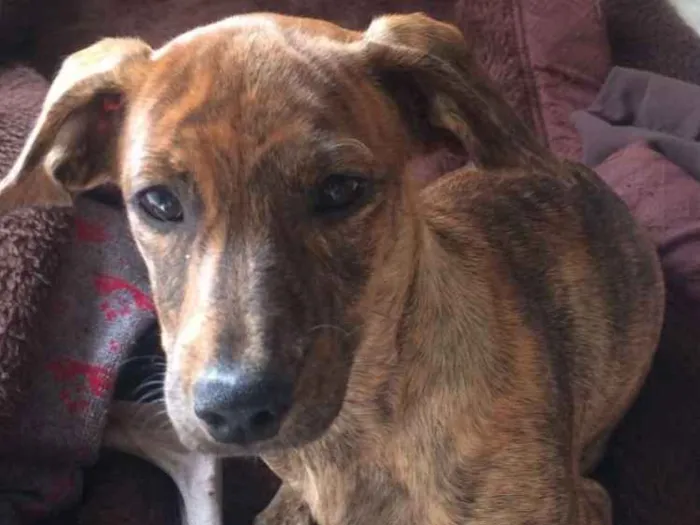 Cachorro ra a mestiça de salsicha idade 2 a 6 meses nome PAGU