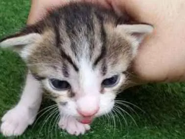 Gato ra a SRD idade Abaixo de 2 meses nome nao tem nome