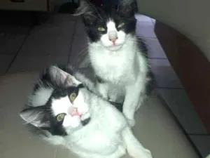Gato raça Srd idade Abaixo de 2 meses nome 2 filhotes sem nome