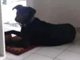 Sírius 
