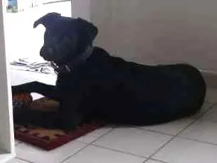 Cachorro ra a Vira lata  idade 7 a 11 meses nome Sírius 
