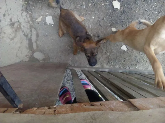 Cachorro ra a Mista idade 2 a 6 meses nome Kênia e Dorothy