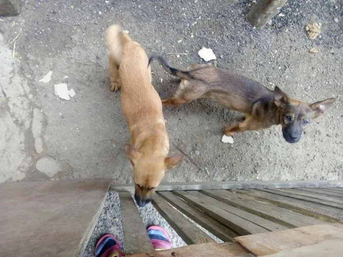 Cachorro ra a Mista idade 2 a 6 meses nome Kênia e Dorothy