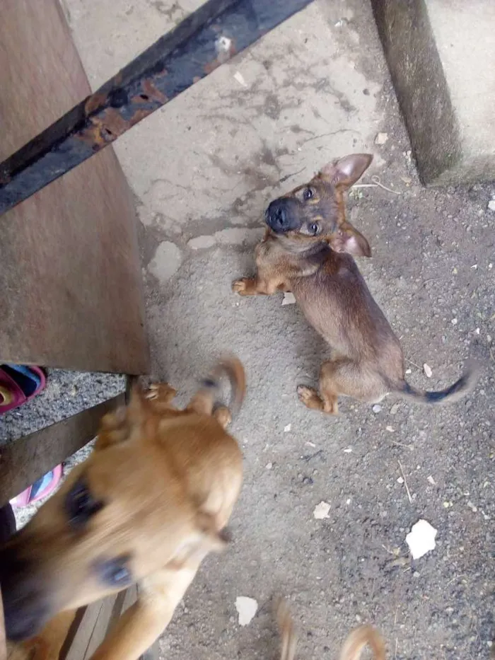 Cachorro ra a Mista idade 2 a 6 meses nome Kênia e Dorothy