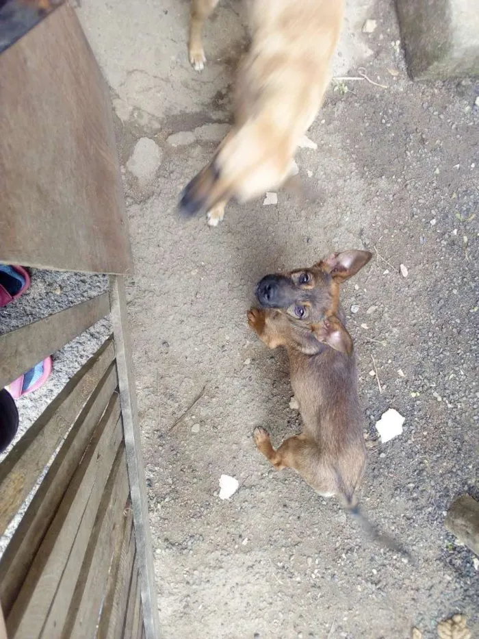 Cachorro ra a Mista idade 2 a 6 meses nome Kênia e Dorothy