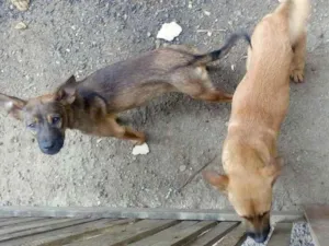 Cachorro raça Mista idade 2 a 6 meses nome Kênia e Dorothy