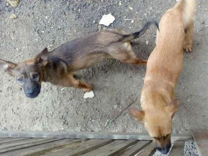 Cachorro ra a Mista idade 2 a 6 meses nome Kênia e Dorothy
