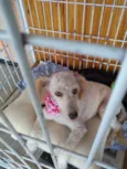 Mestiça de POODLE