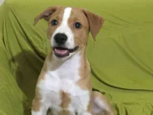 Cachorro raça srd idade 2 a 6 meses nome Romeu 