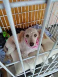 Mestiça de POODLE