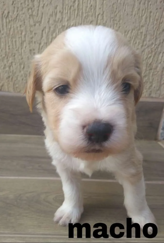 Cachorro ra a SRD idade Abaixo de 2 meses nome não possuem nomes