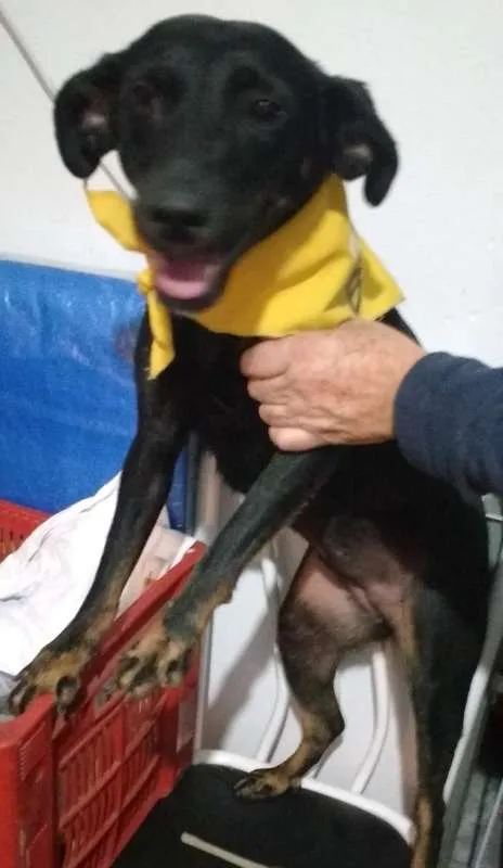 Cachorro raça srd idade 1 ano nome Bela 