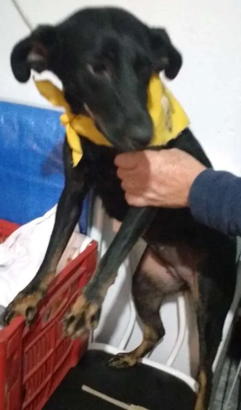 Cachorro raça srd idade 1 ano nome Bela 