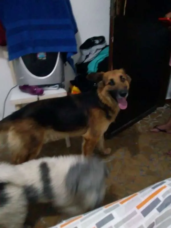 Cachorro ra a Pastor Alemão idade 2 anos nome Lassie 