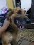 Lassie