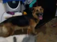 Lassie 