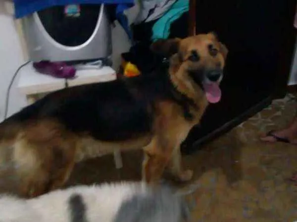 Cachorro ra a Pastor Alemão idade 2 anos nome Lassie 