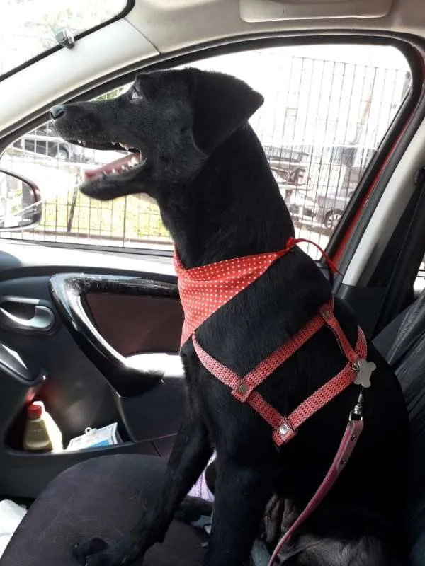 Cachorro raça srd idade 2 anos nome AMORA