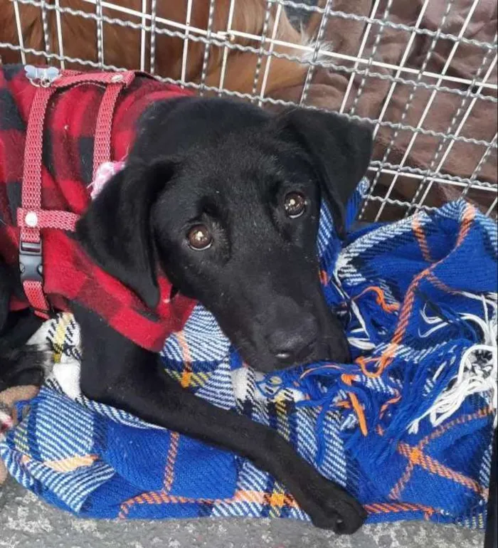 Cachorro raça srd idade 2 anos nome AMORA