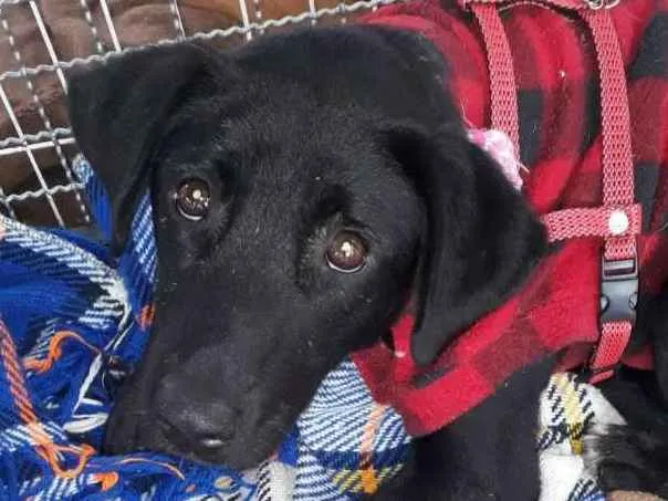 Cachorro raça srd idade 2 anos nome AMORA