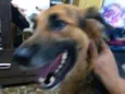 Lassie 