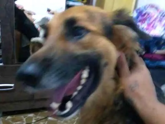 Cachorro ra a Pastor Alemão idade 2 anos nome Lassie 