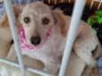 Mestiça de POODLE
