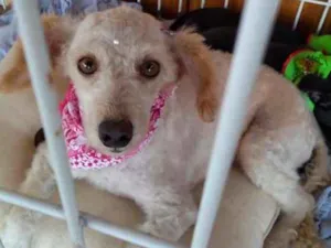Cachorro raça Mestiça de POODLE  idade 2 a 6 meses nome Mestiça de POODLE