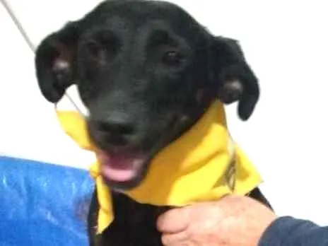 Cachorro raça srd idade 1 ano nome Bela 