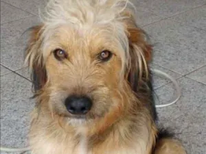 Cachorro raça SRD idade 1 ano nome dino