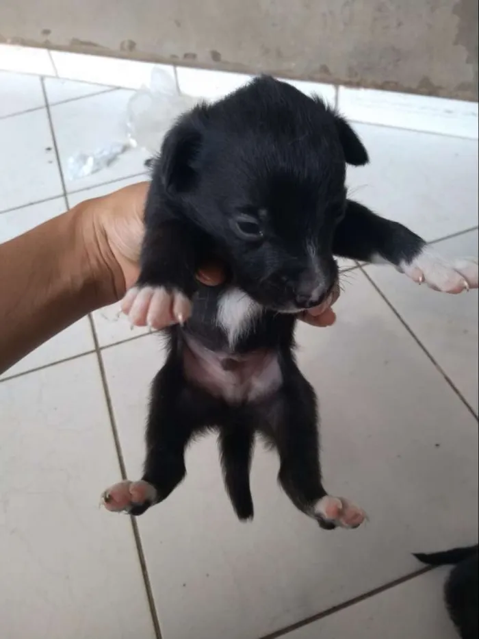 Cachorro ra a vira-lata idade Abaixo de 2 meses nome Sem nome