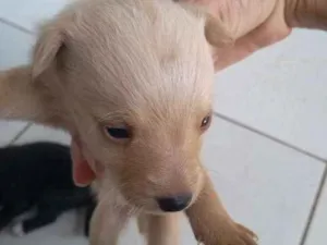 Cachorro raça vira-lata idade Abaixo de 2 meses nome Sem nome