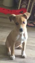 Capitu