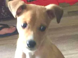 Cachorro raça  idade 2 a 6 meses nome Capitu