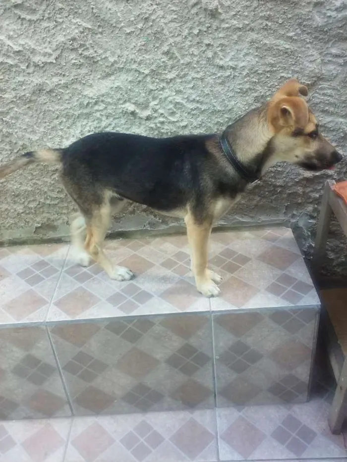 Cachorro ra a Não definida idade 7 a 11 meses nome Fred
