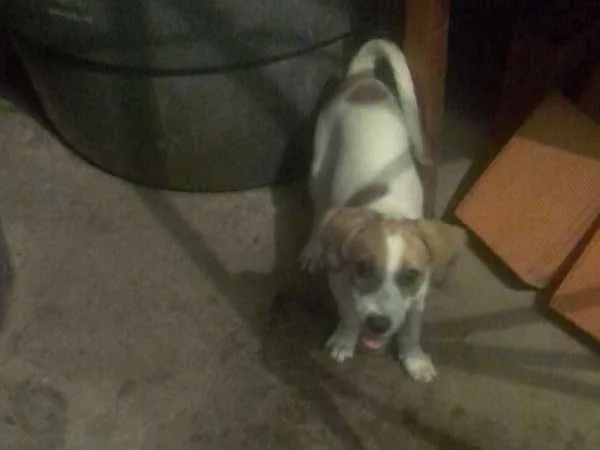 Cachorro raça Pitt bull com Hot vale  idade 2 a 6 meses nome Dolly