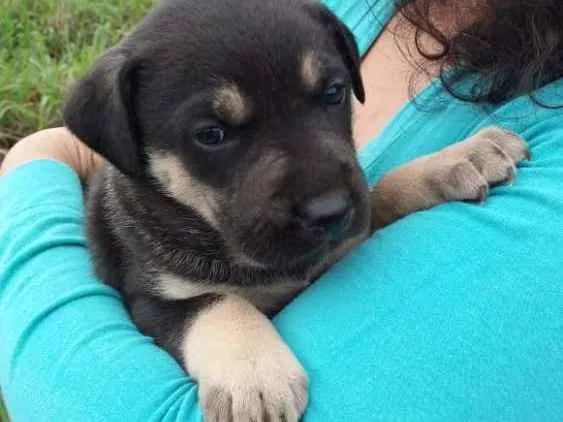 Cachorro ra a Vira lata idade 2 a 6 meses nome Não tem nome ainda