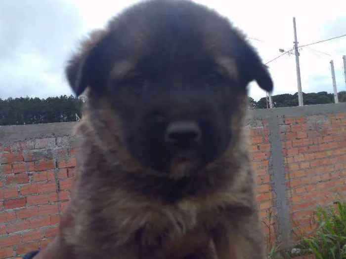 Cachorro ra a Vira lata idade 2 a 6 meses nome Não tem nome ainda