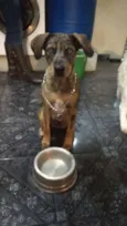 Gin