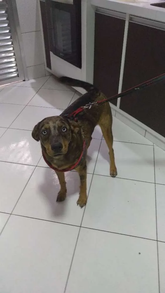 Cachorro ra a Srd idade 7 a 11 meses nome Gin