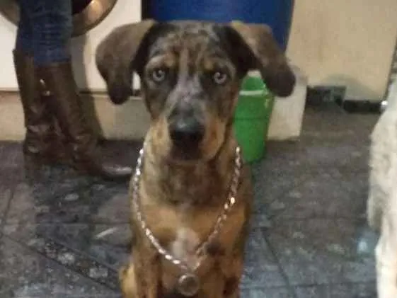 Cachorro ra a Srd idade 7 a 11 meses nome Gin